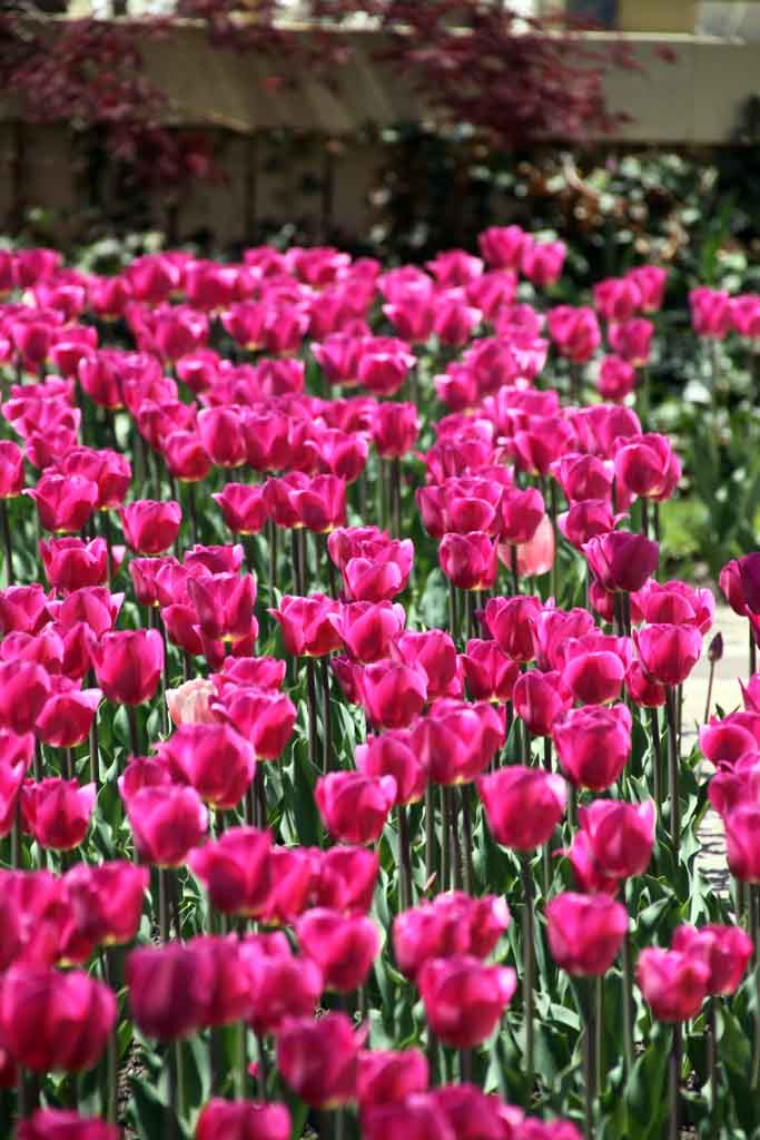 AHHH ... SPRING IS IN THE AIR - FINALLY!!