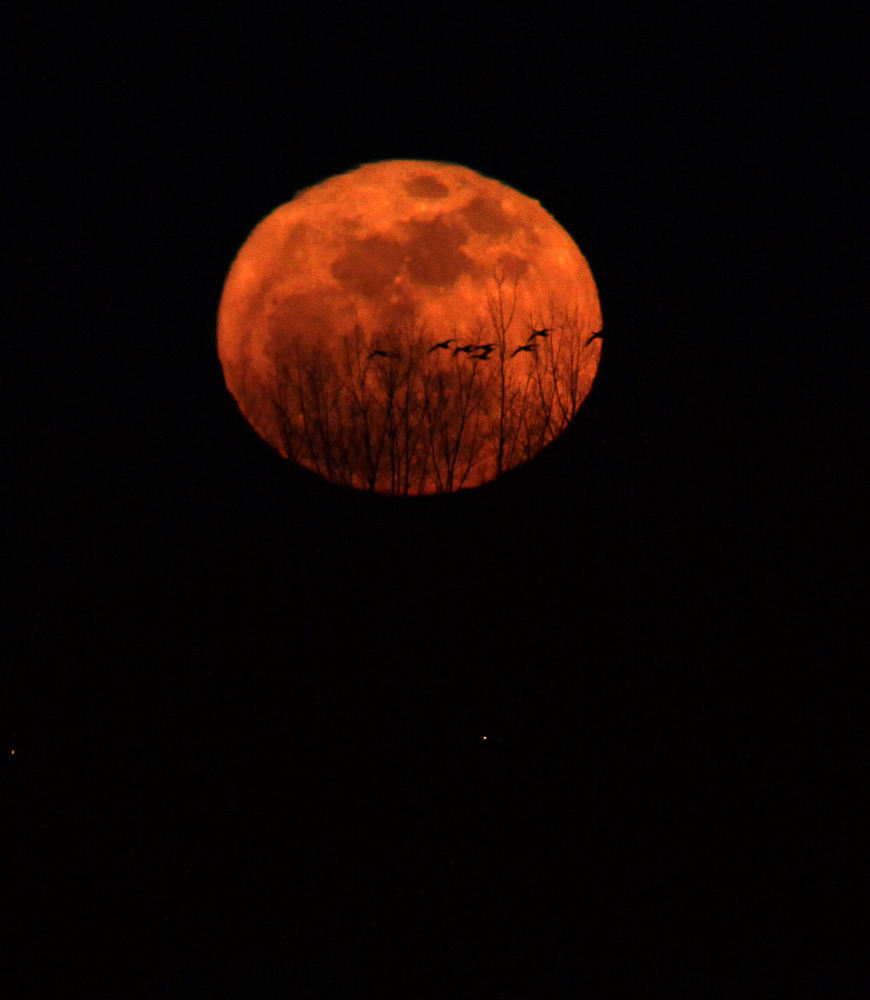 boucherville_2011 03 19_0110--LUNE ET OISEAUX--1000.jpg