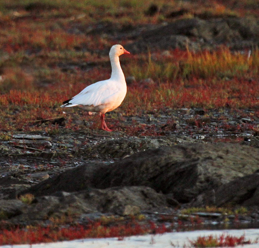 2011 09 17_rimouski-soir-_4827--oie blanche-900.jpg