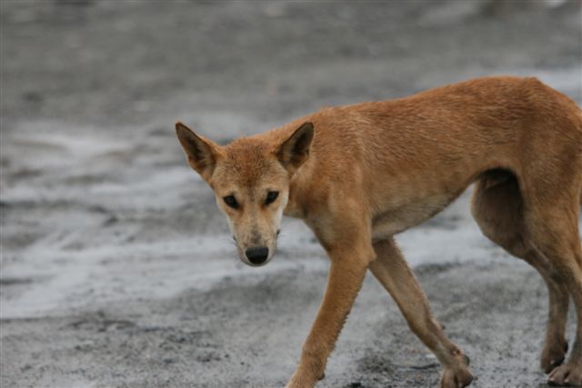 Dingo on site