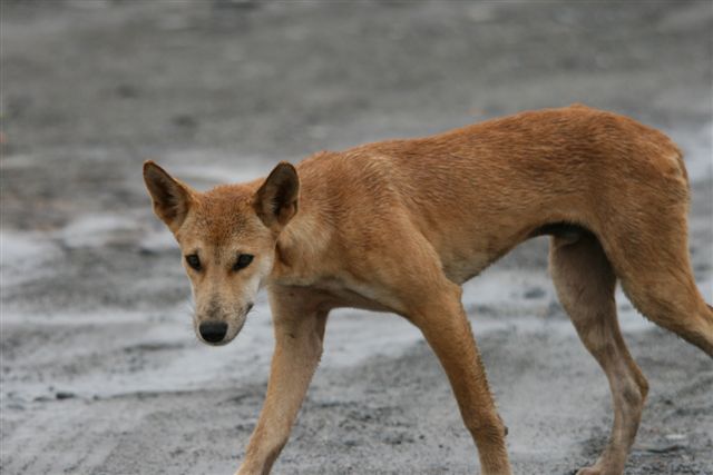 Dingo on site , getting closer