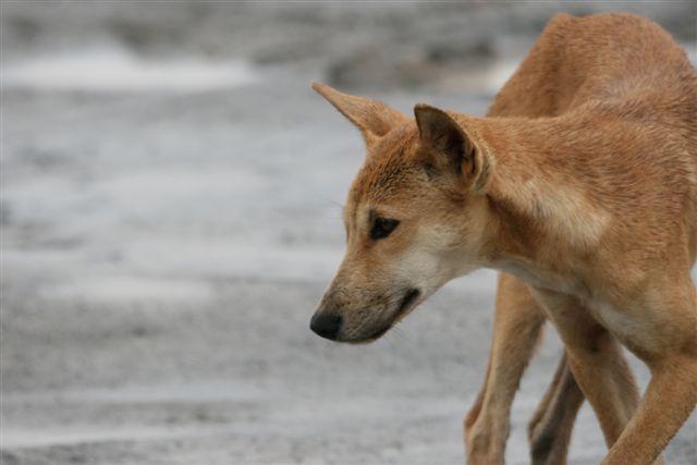 Dingo on site , might make a little turn here