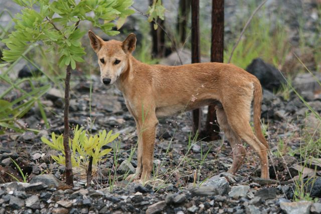 Dingo on site, fully alert