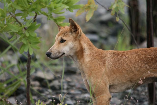 Dingo on site