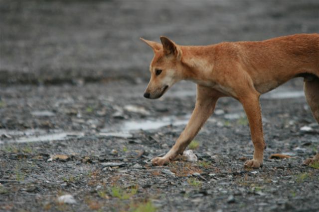 Dingo on site