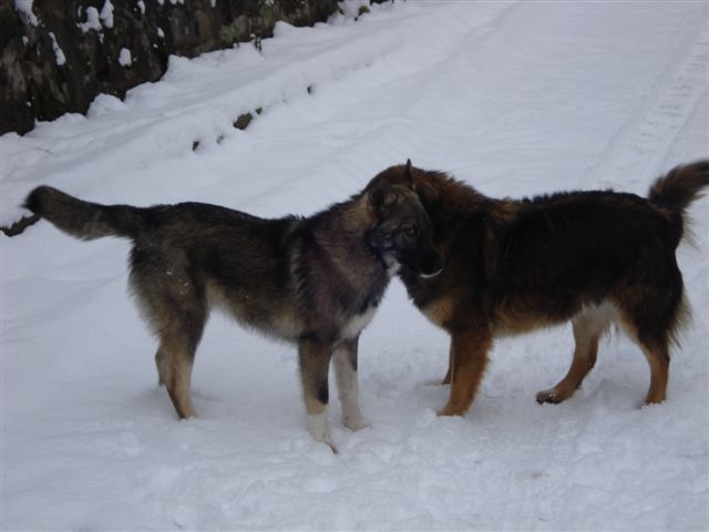 Residencia Guard Dogs Nicies Kids 17.12.07