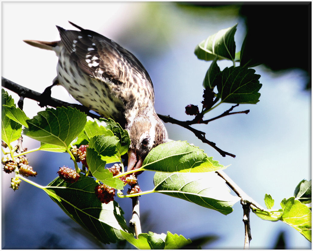 Female Rose Chested Grosbeak     Capture at Smiths Woods Sanctuary High Island Texas