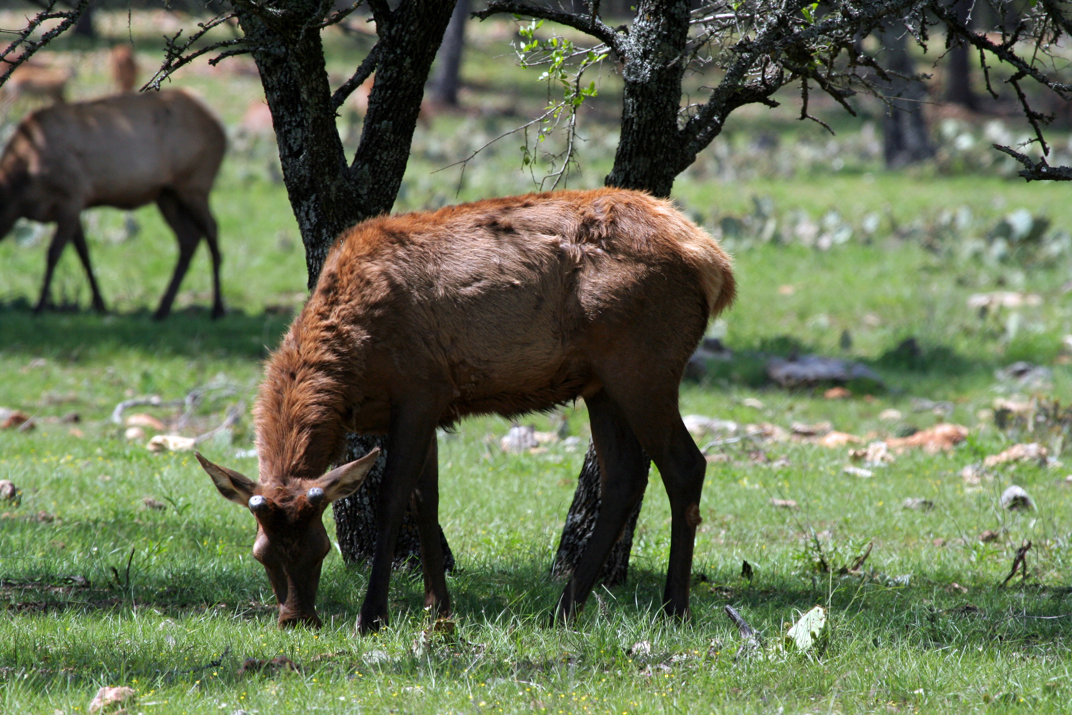 Grazing