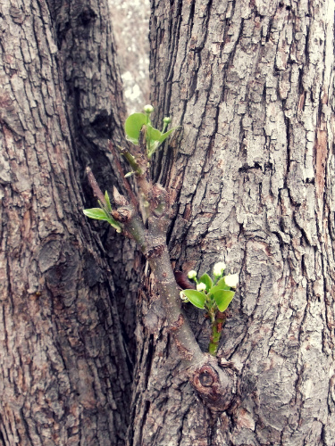 Budding