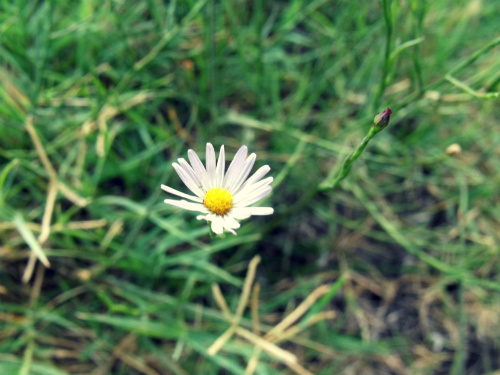 Wee
