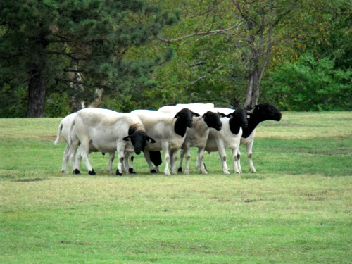 Bah bah blacksheep