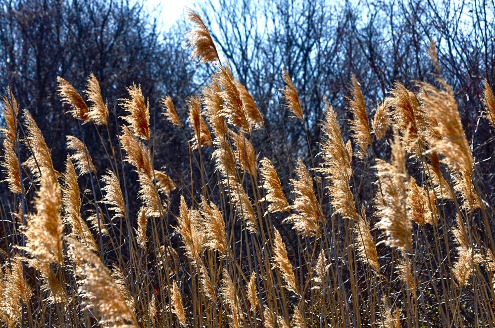 Sunny Reeds