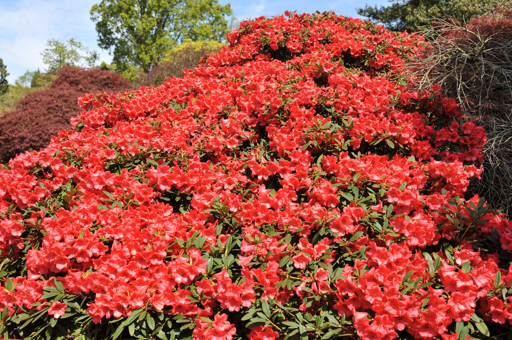 Wakehurst Place, Sussex