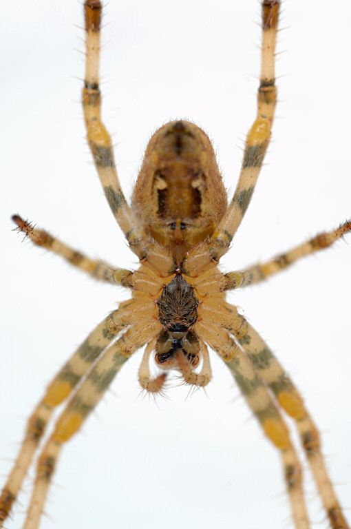 Spider 16.jpg
