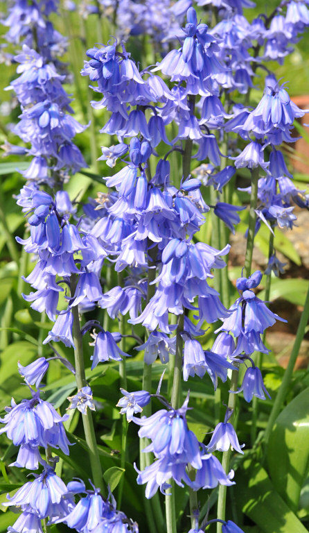 Bluebell 22.jpg