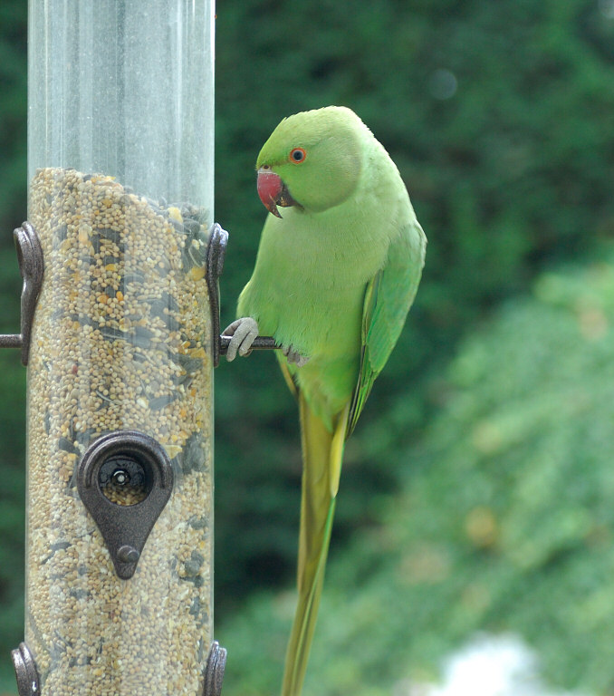 Parakeet 08.jpg