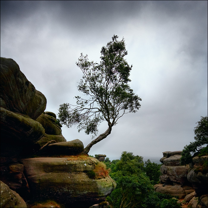 Brimham Tree.