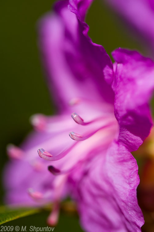 Toronto Botanical Gardens