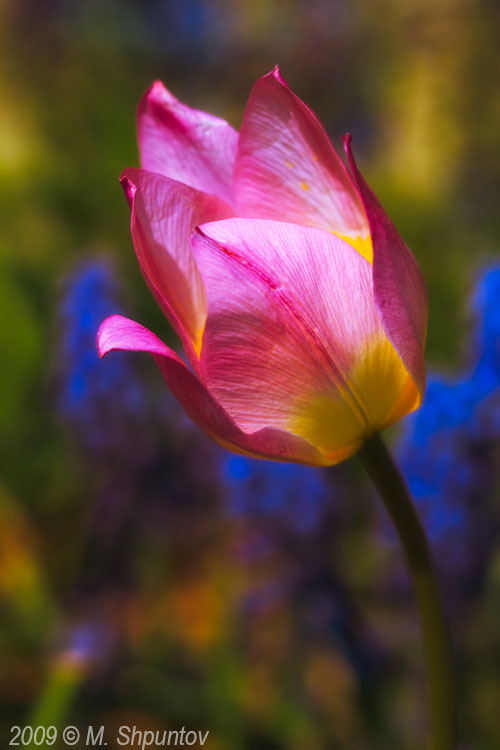 Tulips, Toronto Botanical Gardens