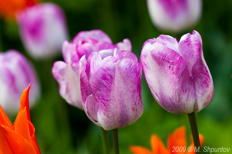 Tulips, Toronto Botanical Gardens.