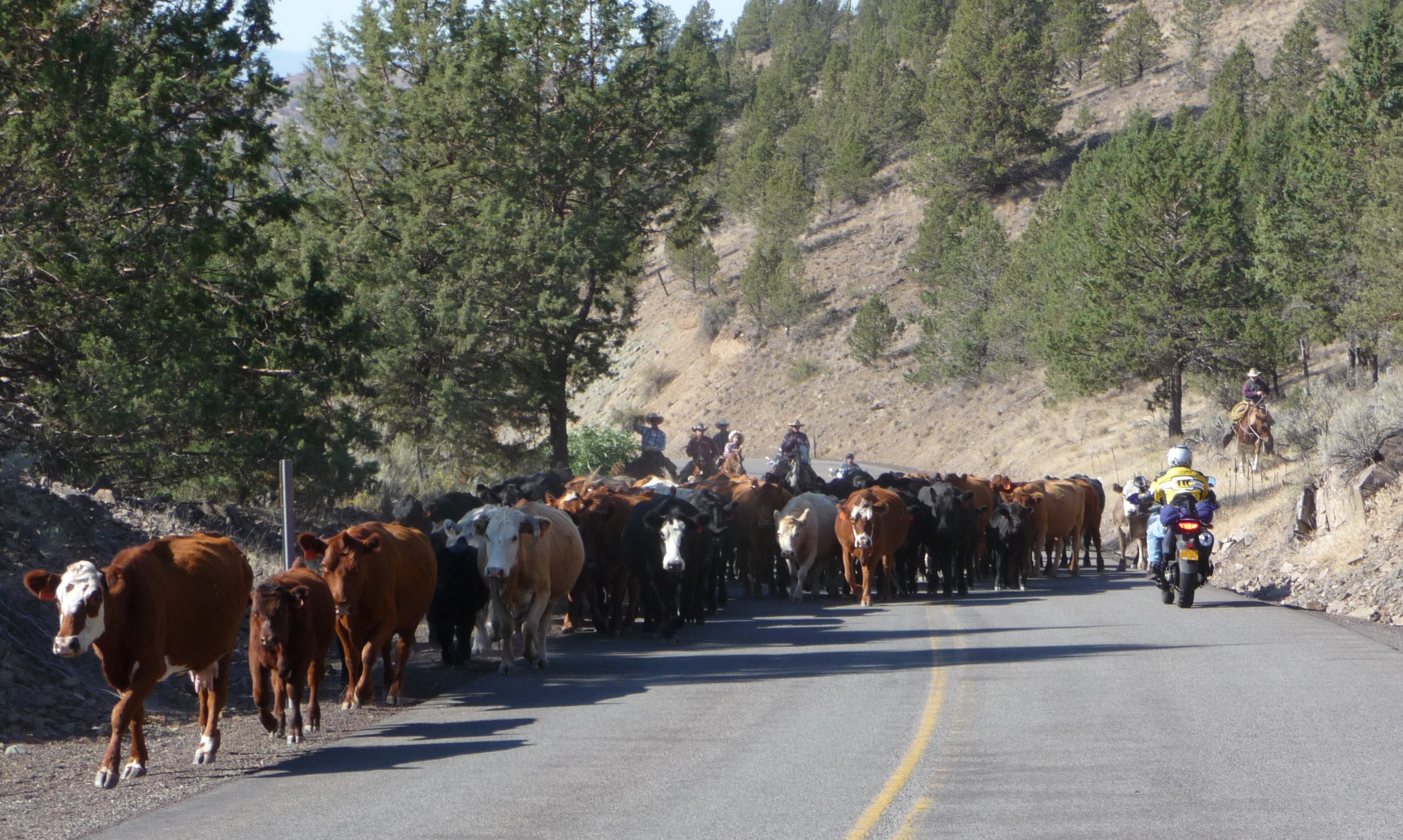 I was in a standoff with a cow and calf