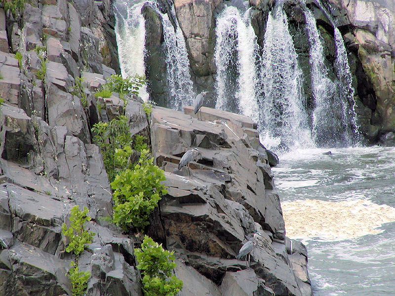 2005 - Great Blue Herons