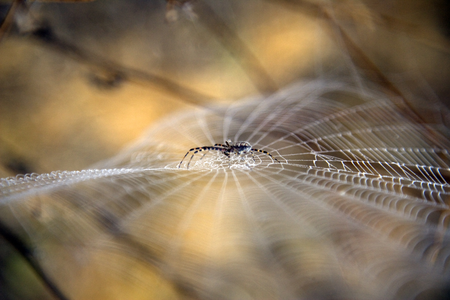 Spidey on Web