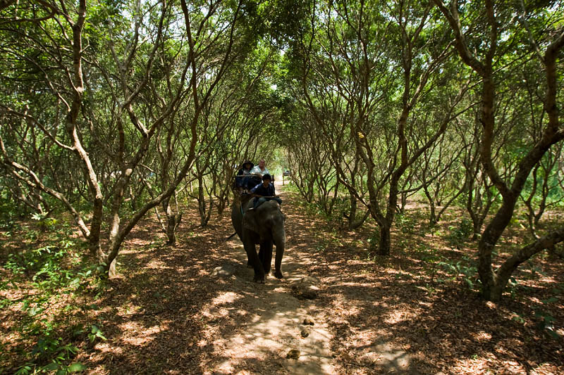 Taking an elephant ride into the forest