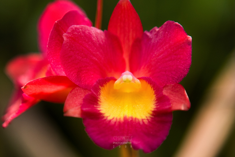 Orchids from an orchid farm