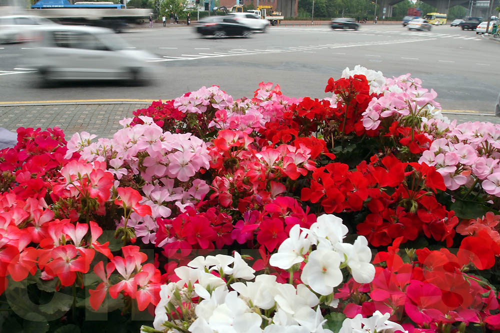 Street flowers