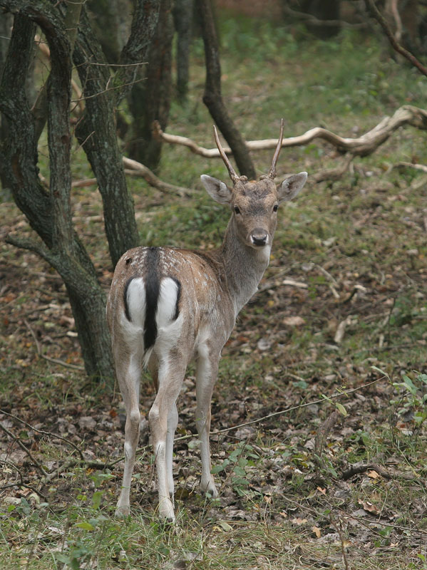 Fallow Deer - Damhert