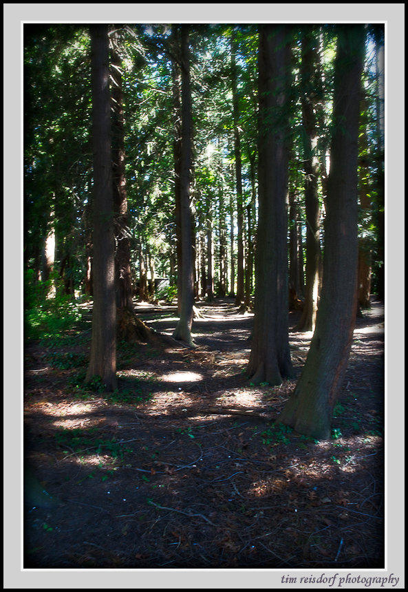 UBC Campus Forest