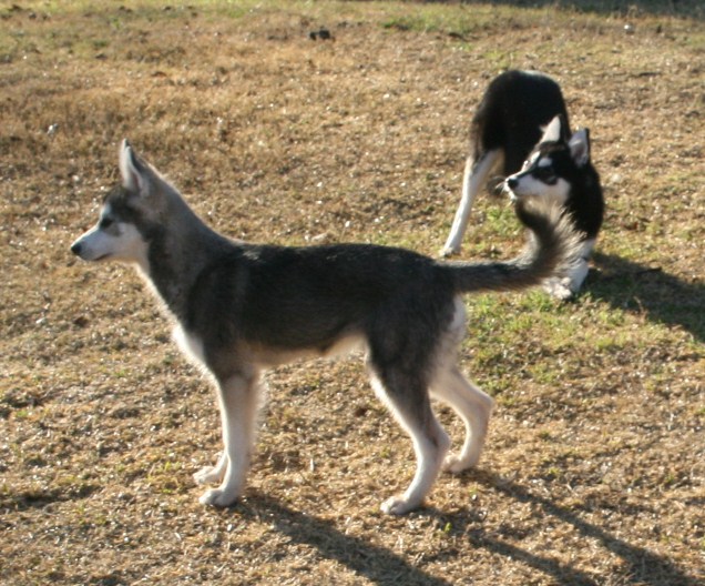 Teeko and Cierra 122508 122.JPG
