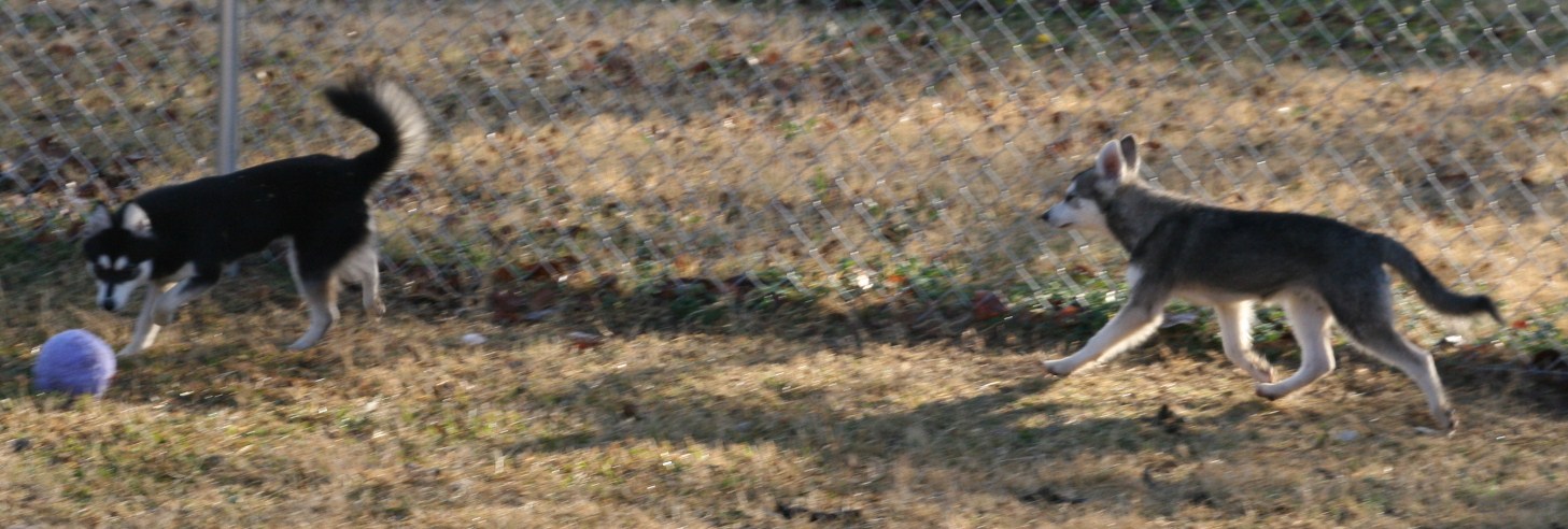 Teeko and Cierra 122508 133.JPG