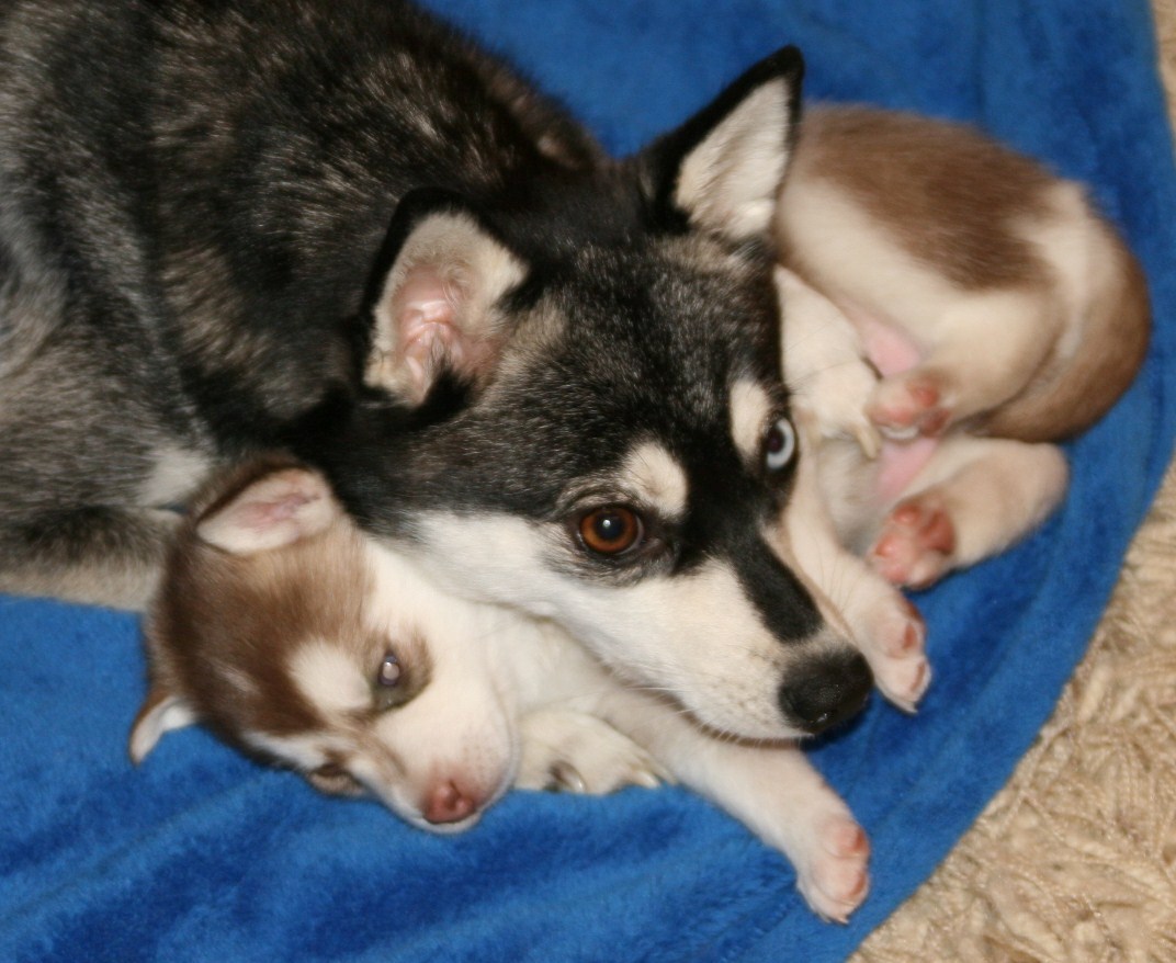Mia & Hondo Pups 122708 060.JPG