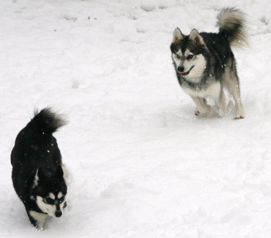 Cierra and Teeko 101.JPG