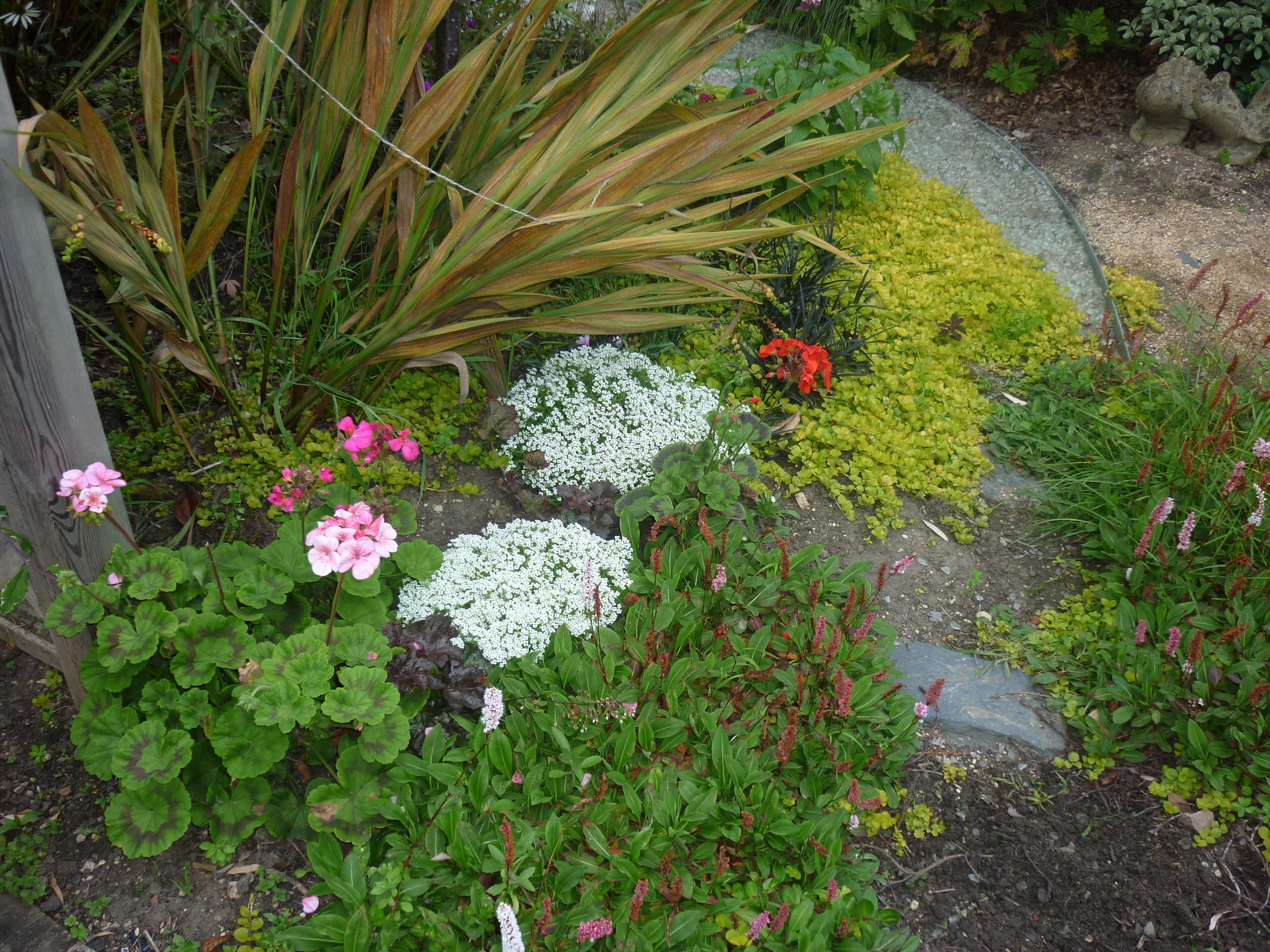 garden 080910h.JPG