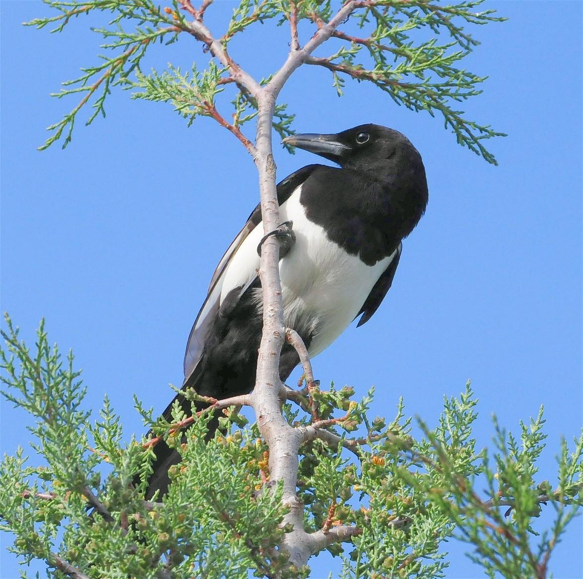 DSC_2630c.jpg