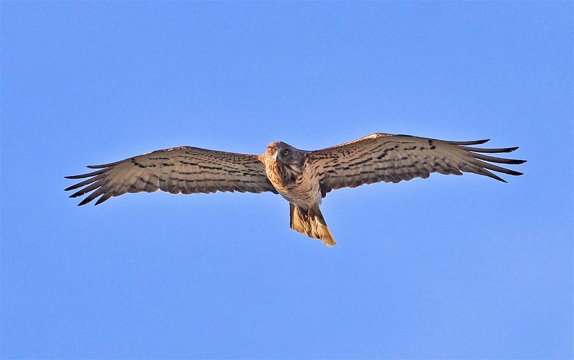 DSC_5186.JPG