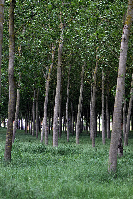 Among the trees, along R429 somewhere near Castelfiorentino