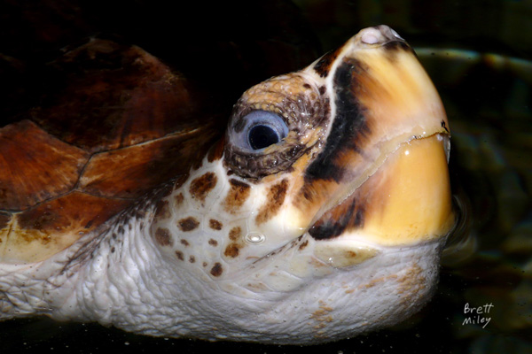 turtlelh3499_Loggerhead Sea Turtle