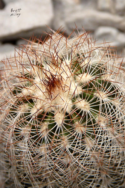 echreia5012_Lace Hedgehog Cactus
