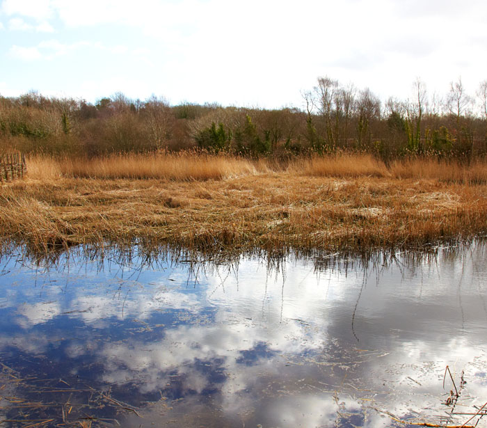 reed beds .jpg