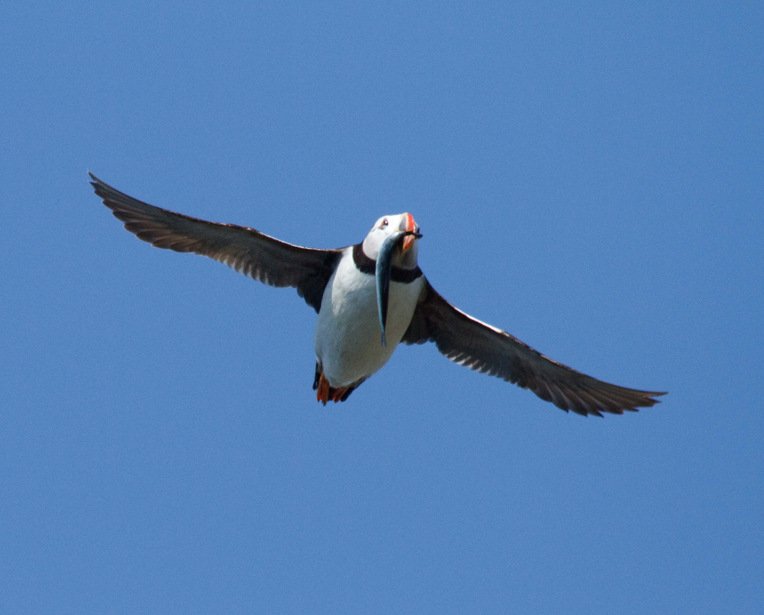 Atlantic Puffin