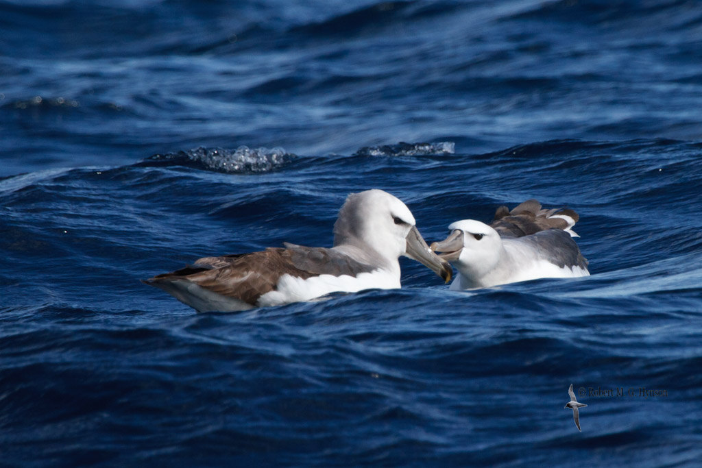 Shy Albatross