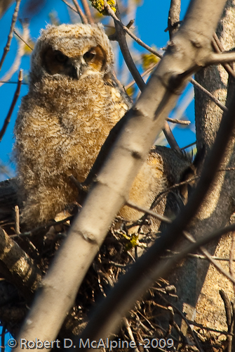 Owlet in the nest.