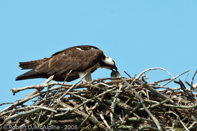 Feeding the juvenile