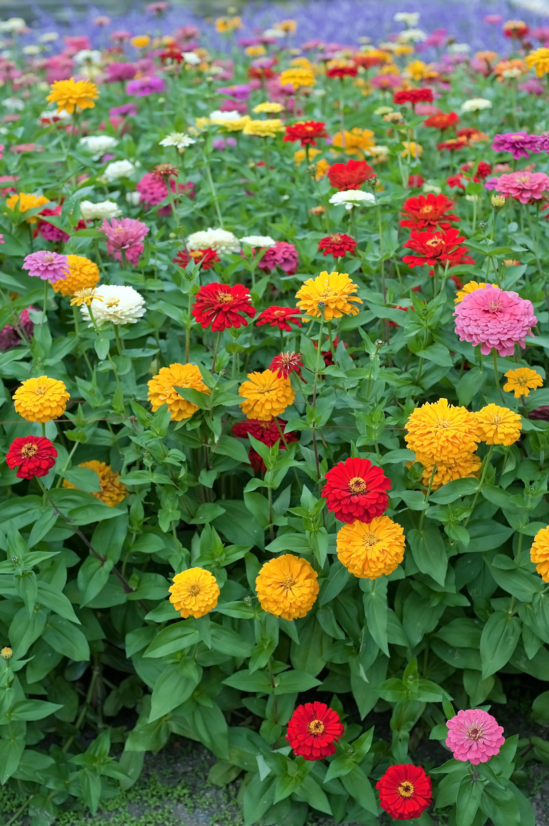 The Kyoto Botanical Garden