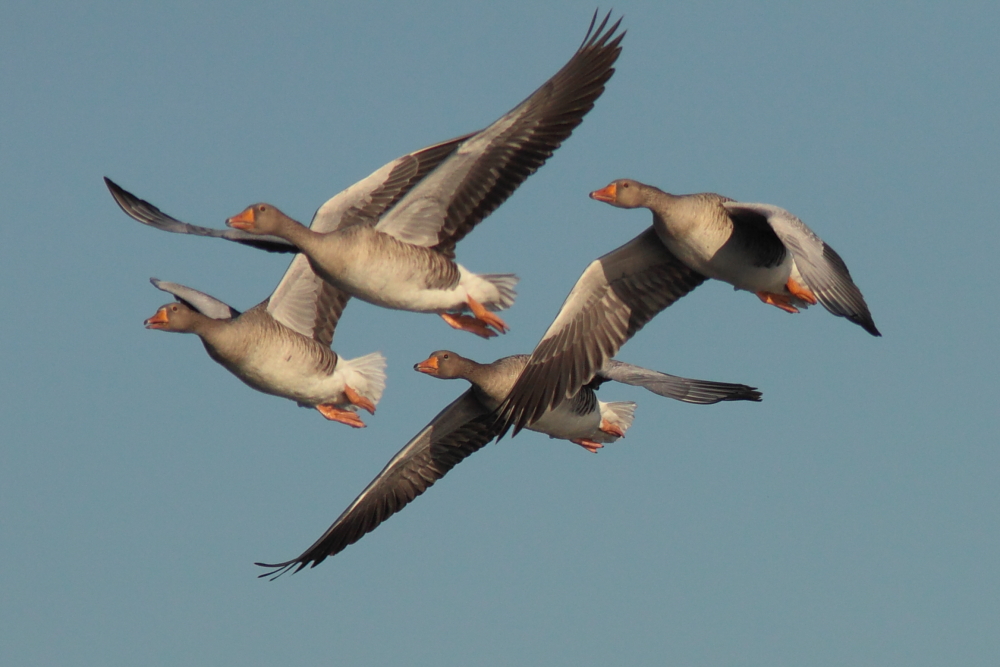 Grauwe Gans