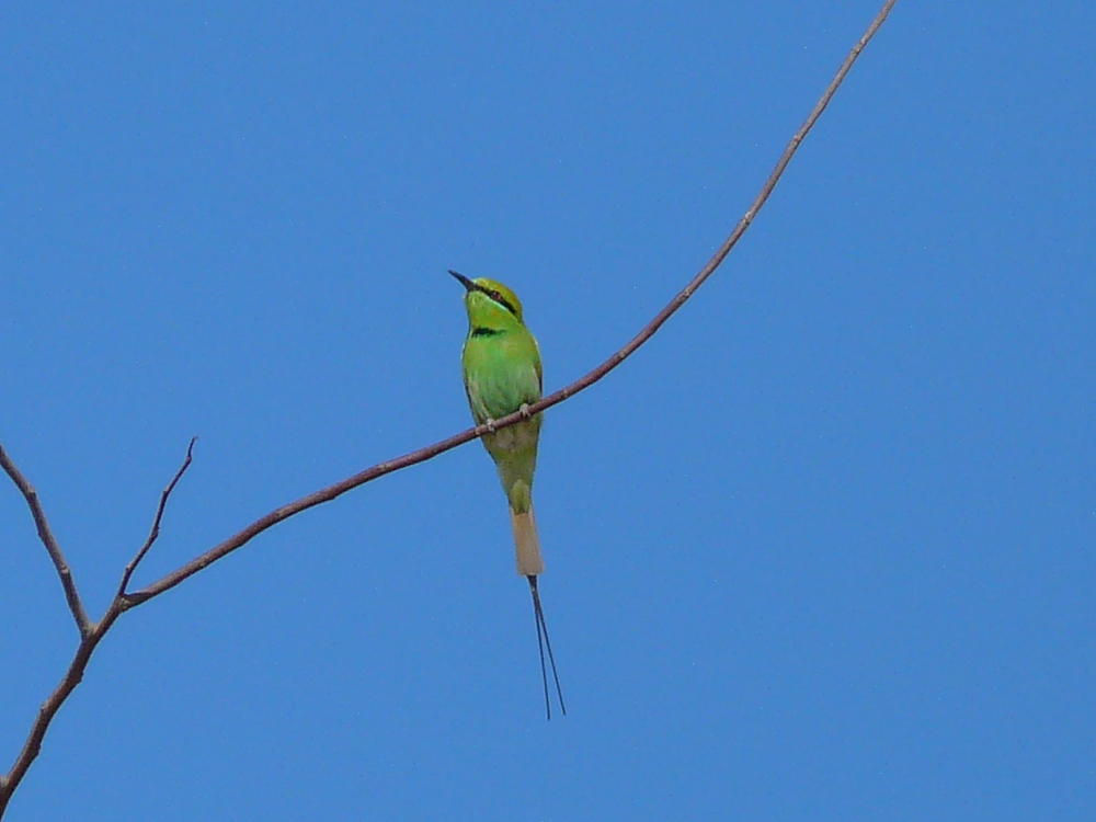 Groene Bijeneter